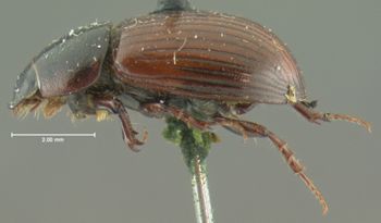 Media type: image;   Entomology 3740 Aspect: habitus lateral view